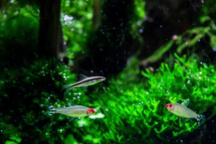 Plants pearling: small oxygen bubbles on the leaves while fish swim past