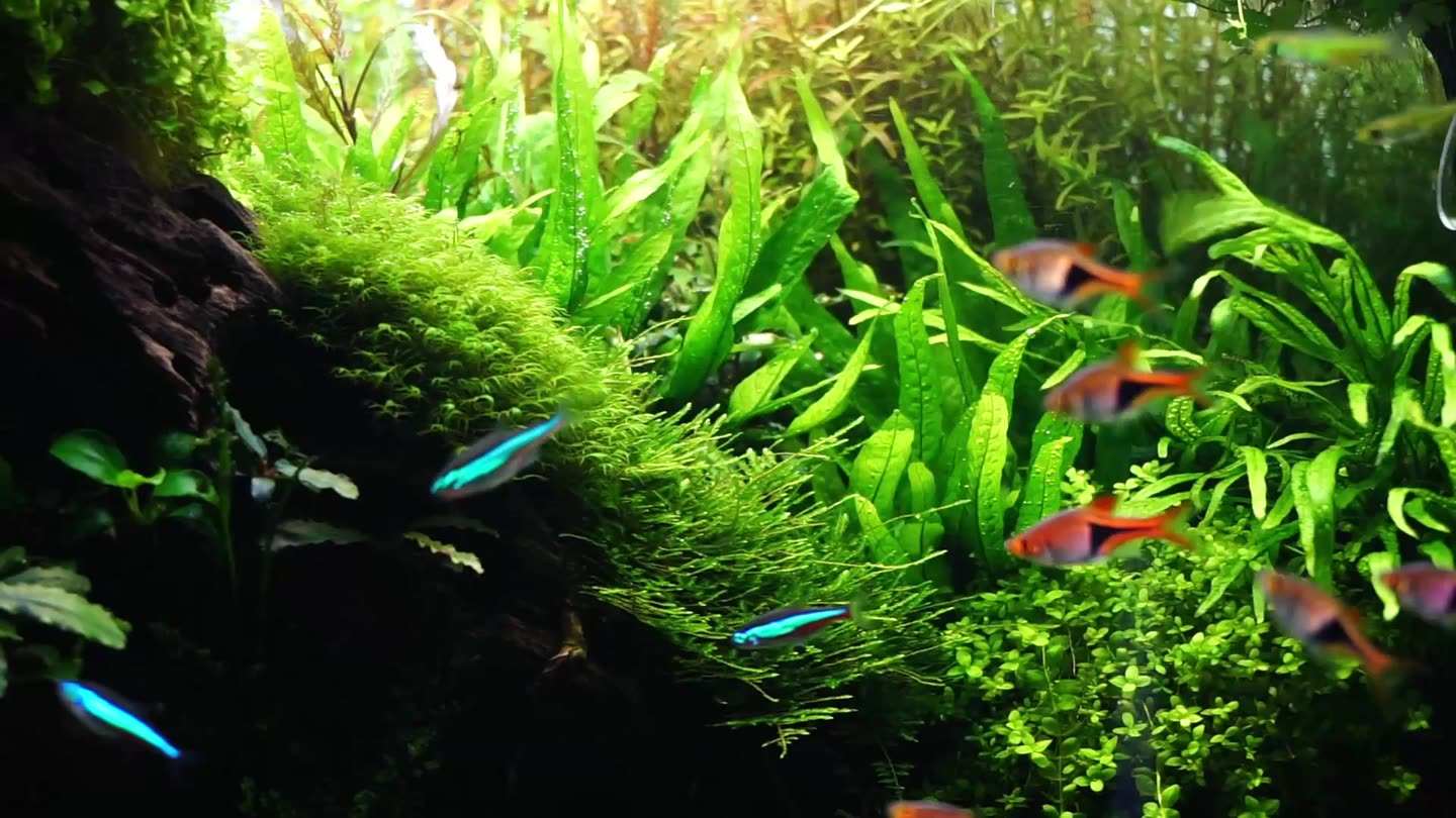 A slope of moss and ferns in a planted aquarium; neon tetras and harlequin rasboras swim past