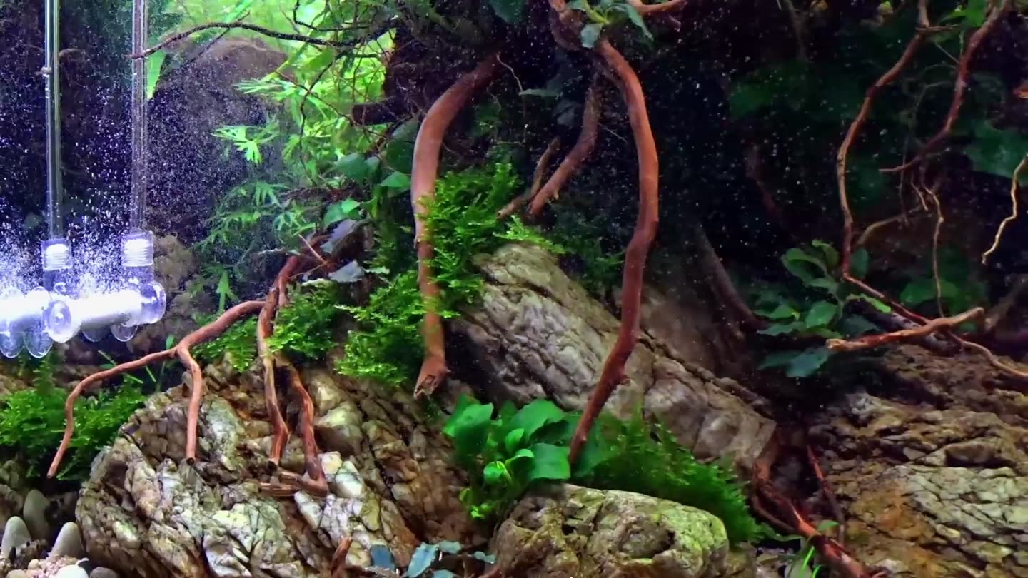 A diffuser among driftwood roots turns the CO2 into a cloud of tiny bubbles